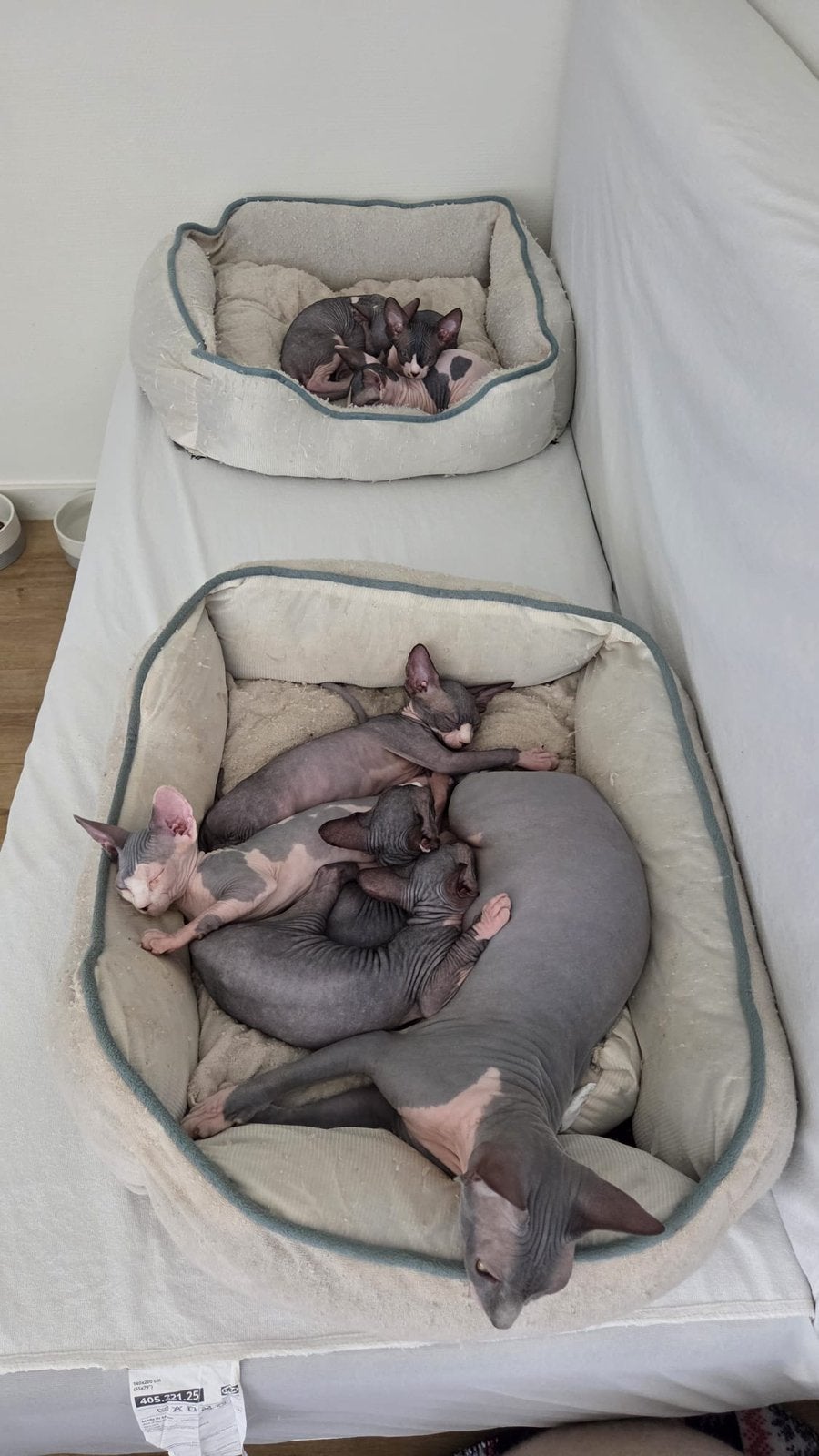 Erkende hobbykwekerij Sphynx Loves You, Chatte ou Chat, Avec pedigree, 0 à 2 ans