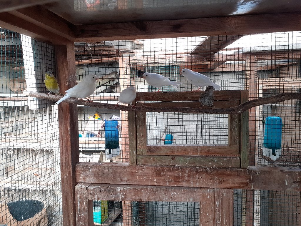 Canaris blancs, Animaux & Accessoires, Sexe inconnu, Canari de couleur
