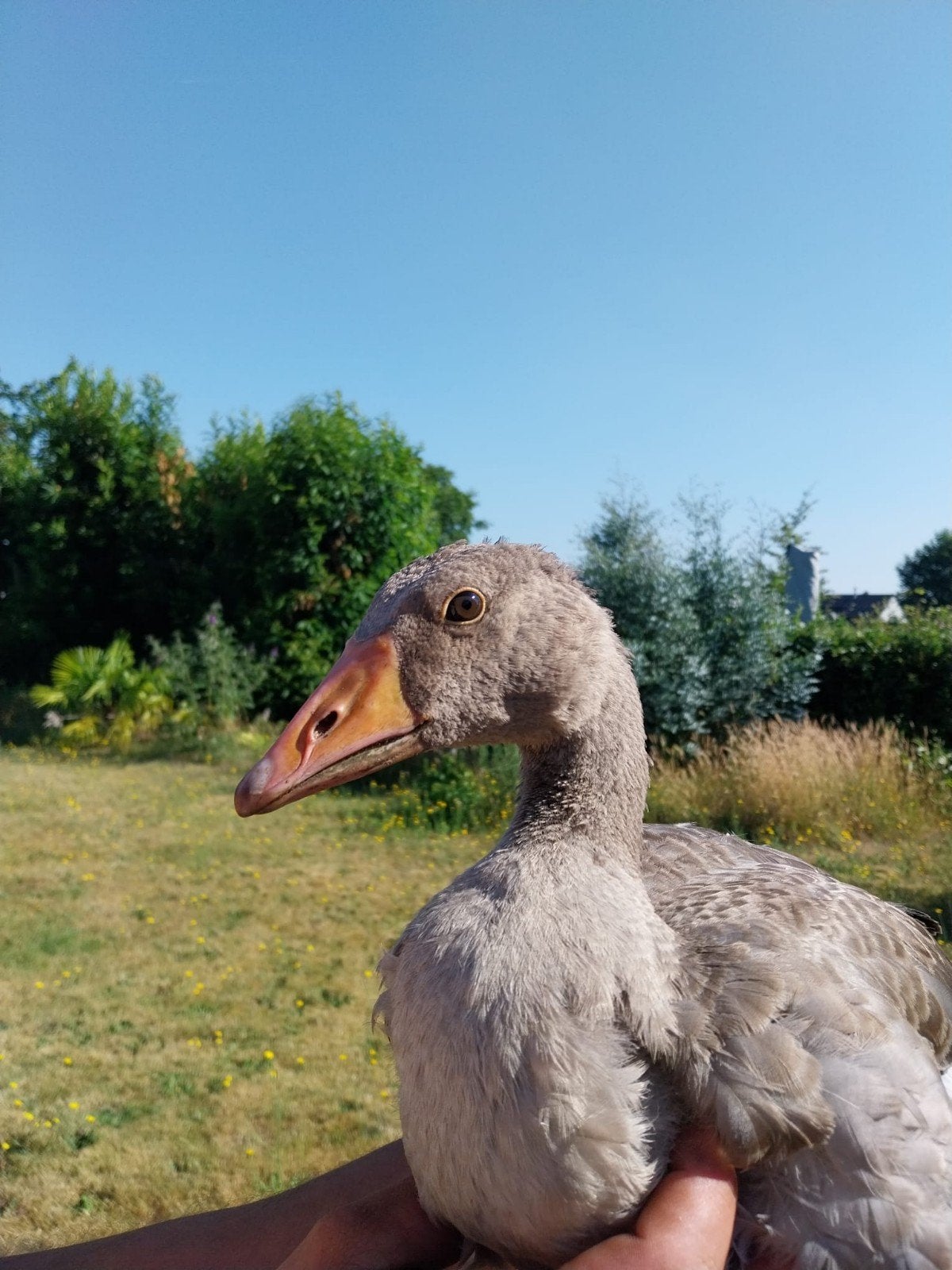 Jonge tamme ganzen, Dieren en Toebehoren