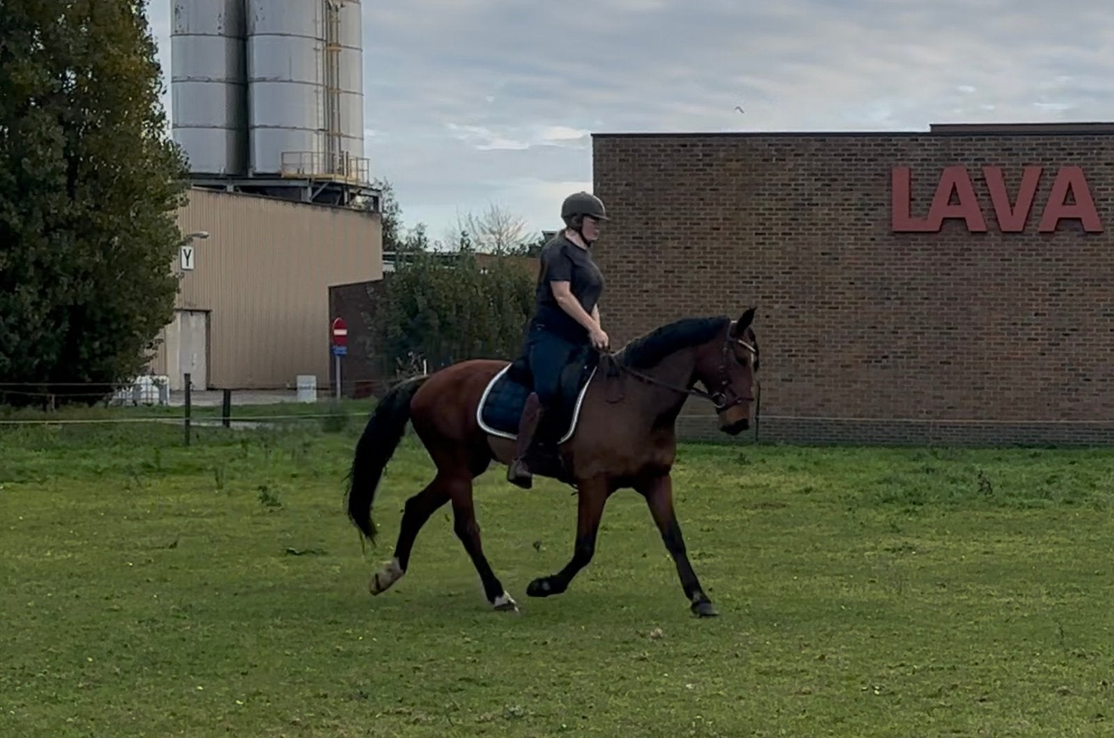 Spaanse merrie, Animaux & Accessoires, Jument, Moins de 160 cm, Cheval de récréation, 11 ans ou plus