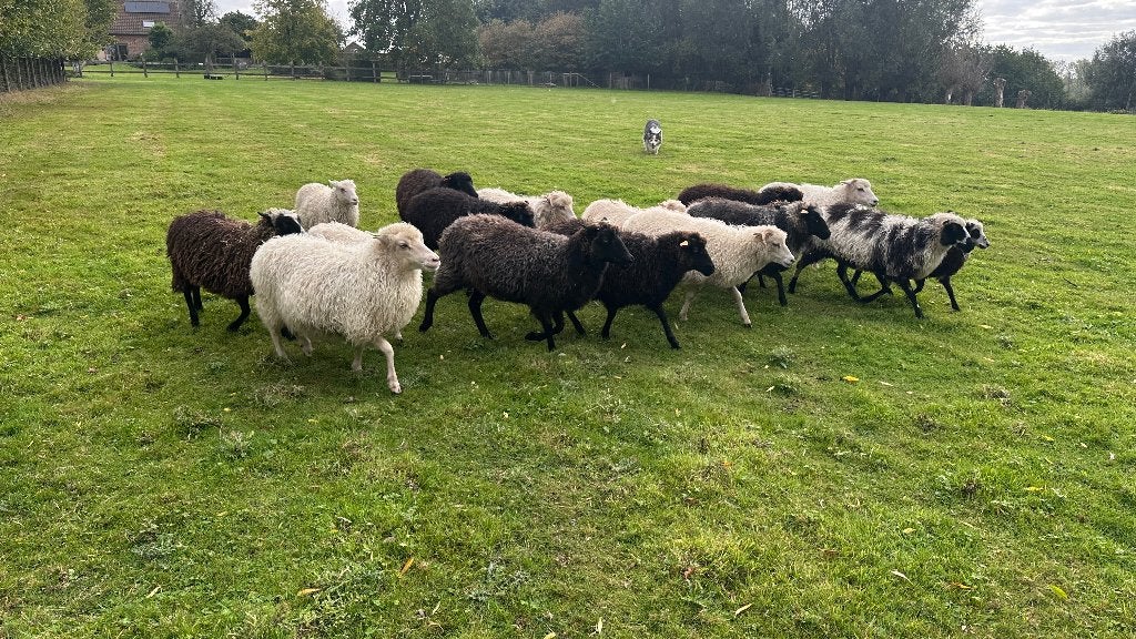 Skudde Ooien, Dieren en Toebehoren, Vrouwelijk, Schaap