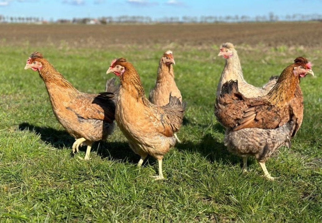 Groenleggers (kippen te koop), Vrouwelijk, Kip