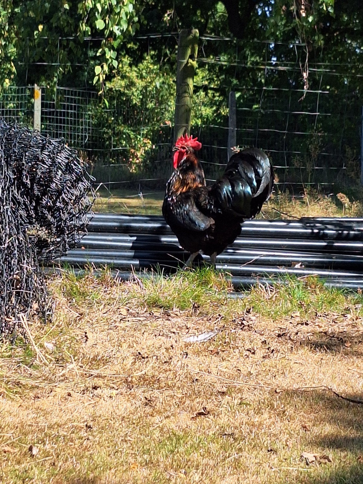 1 haan 2 kippen., Dieren en Toebehoren, Pluimvee