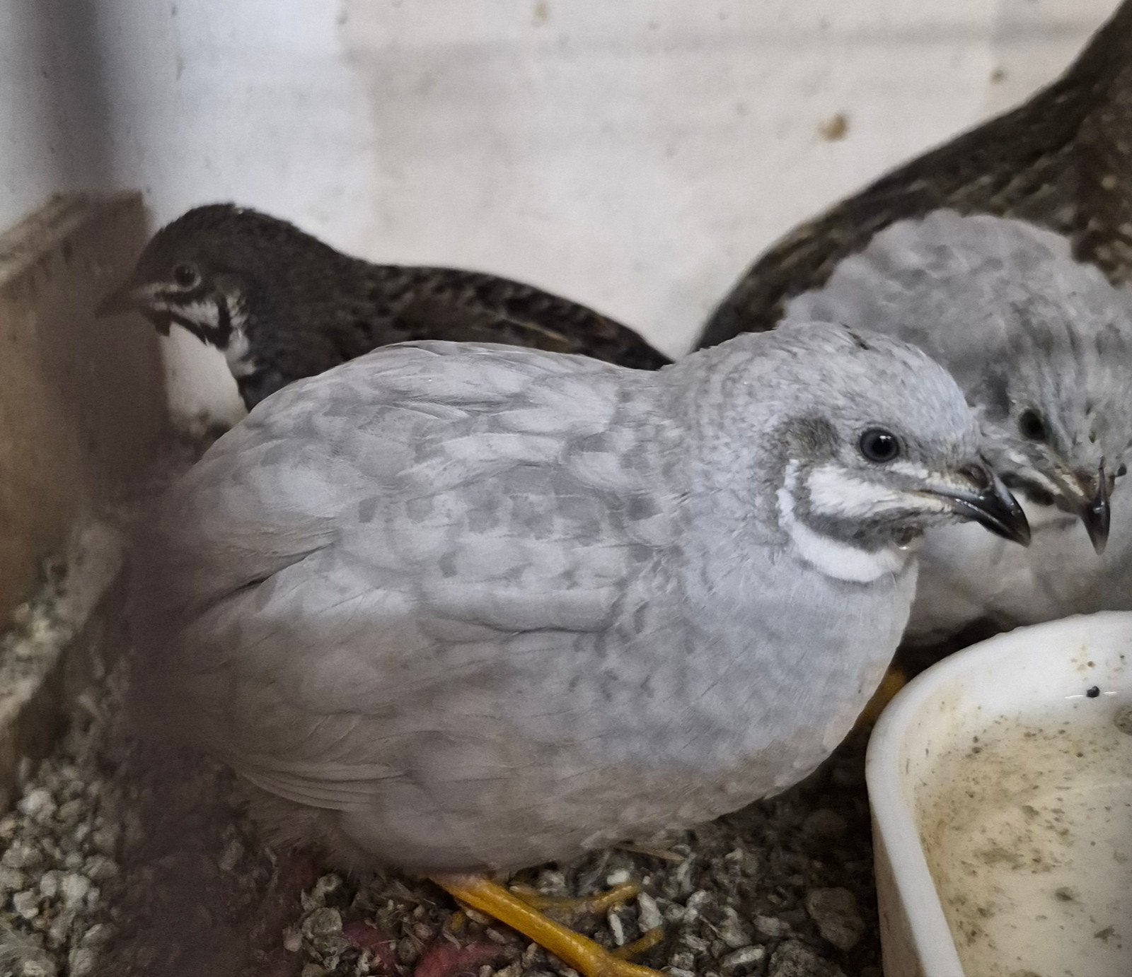 chinese kwartel haan grijs, Dieren en Toebehoren