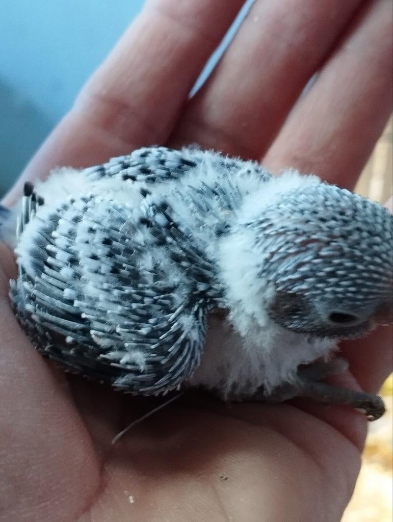 5 grasparkieten, Dieren en Toebehoren, Vogels | Parkieten en Papegaaien