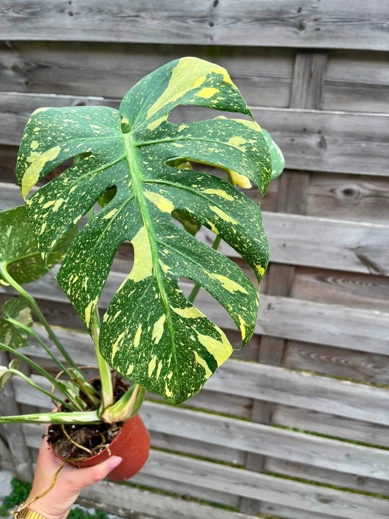 Monstera Thai Constellation, Ophalen of Verzenden