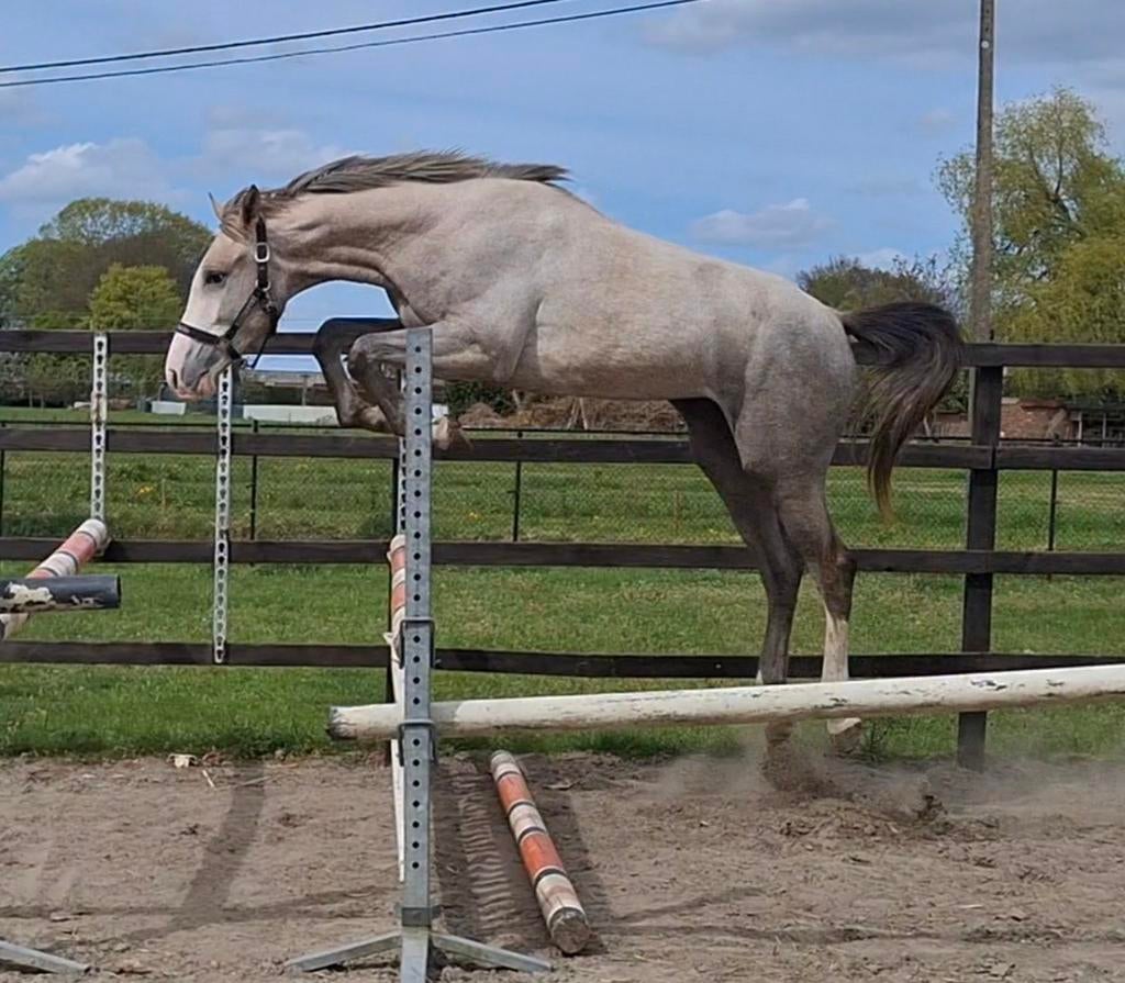 jument de 2 ans, Animaux & Accessoires, Chevaux, Jument