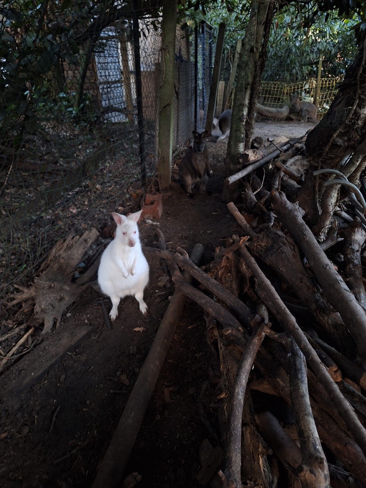 wallaby's (koppel), Maart, Meerdere dieren