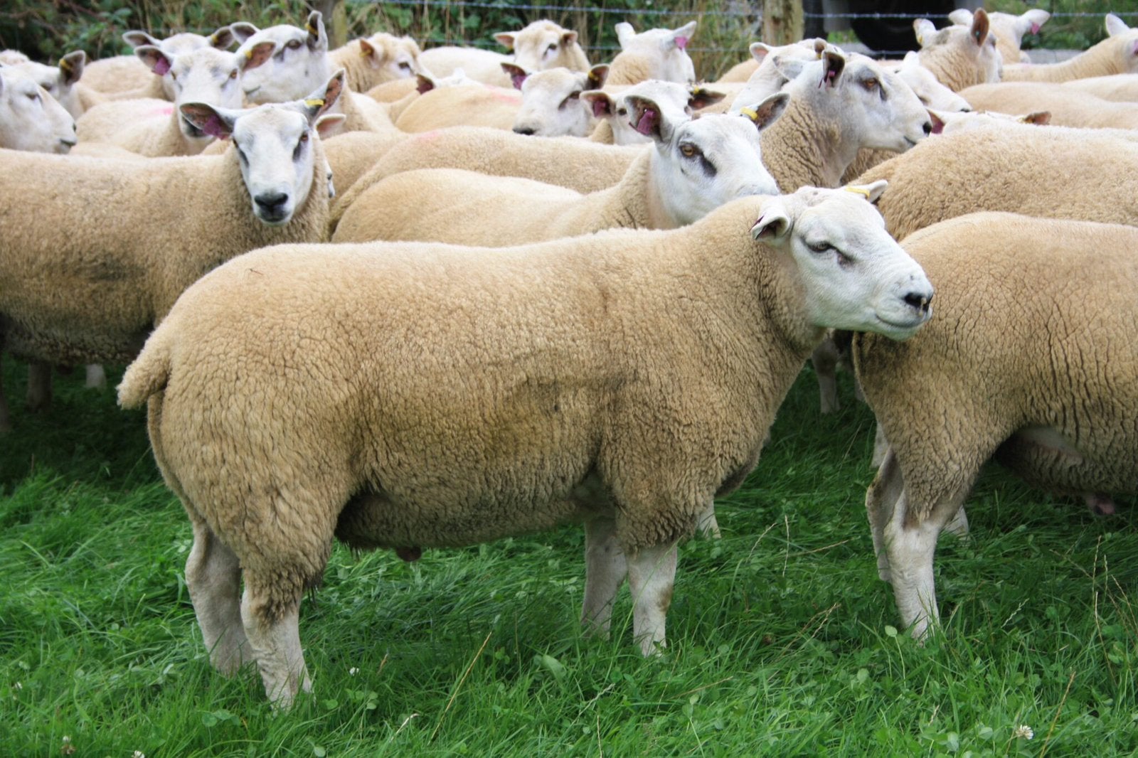 Rammen offerfeest