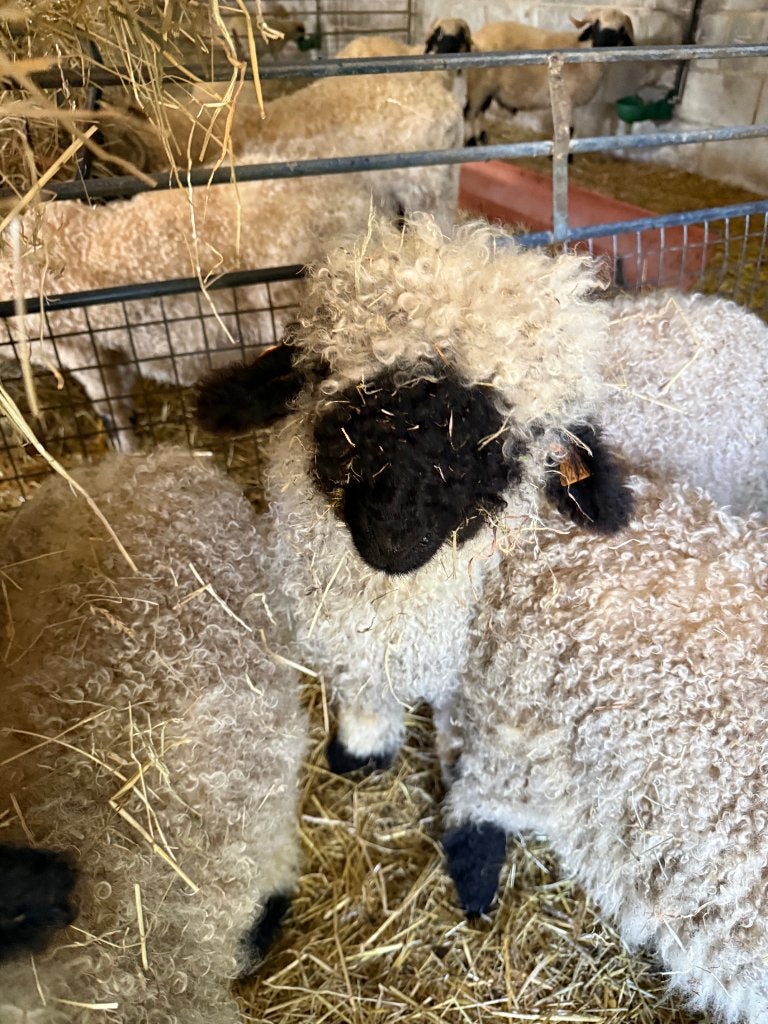 Couple reproducteur Walliser Schwarznase, Plusieurs animaux, Mouton, 0 à 2 ans