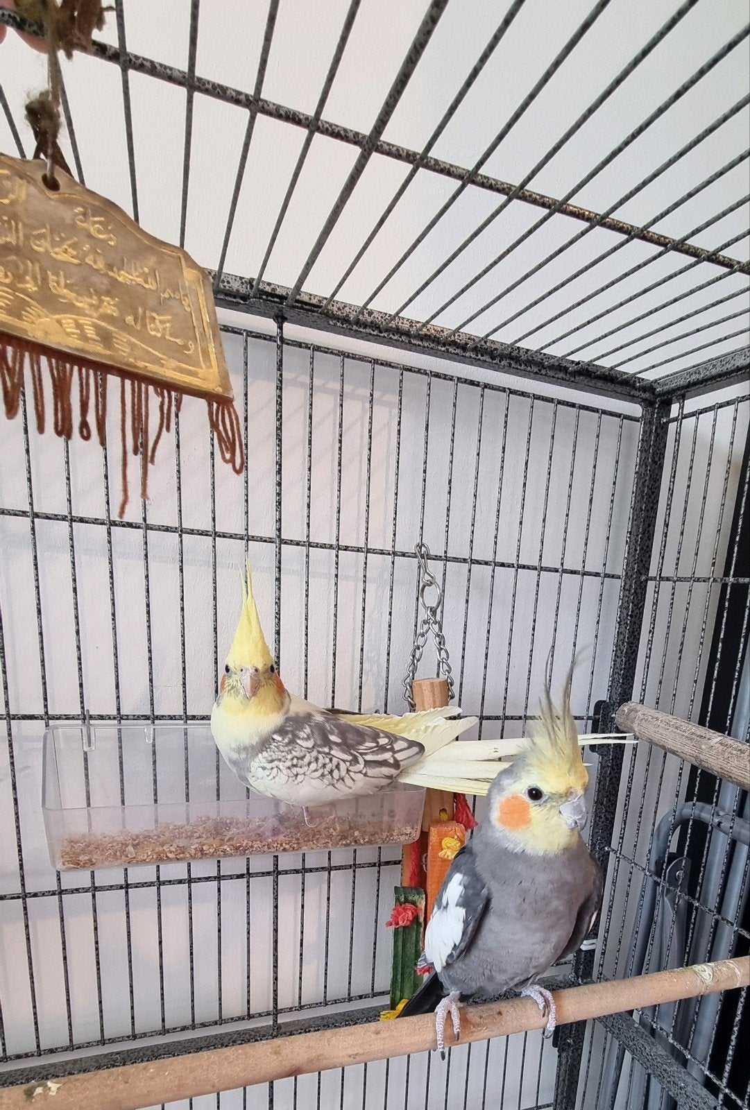 Couple de calopsittes, Animaux & Accessoires, Plusieurs animaux, Perruche, Domestique