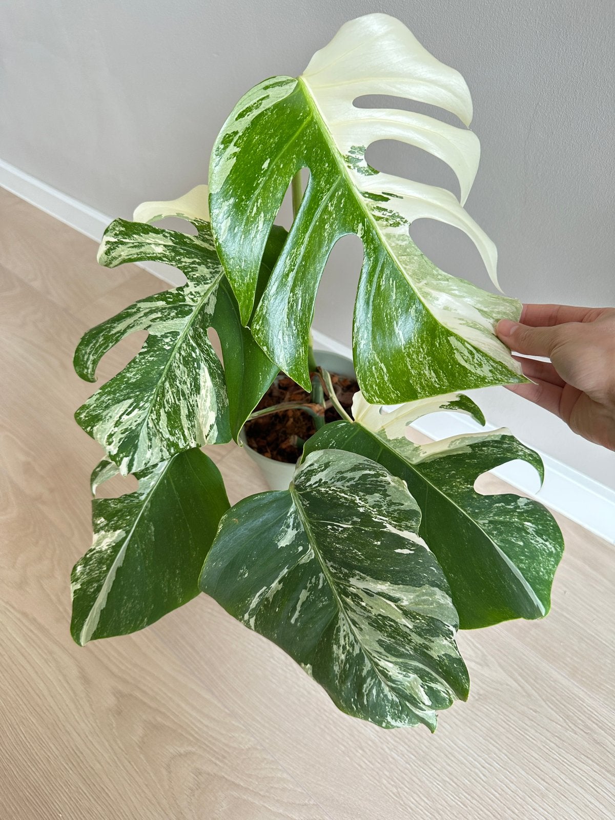 Monstera Variegata/variegated Albo indoor plants, Tuin en Terras, Planten | Tuinplanten, Ophalen