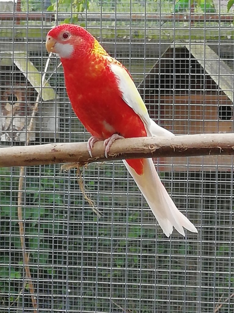 rosella, Dieren en Toebehoren, Meerdere dieren, Parkiet, Geringd