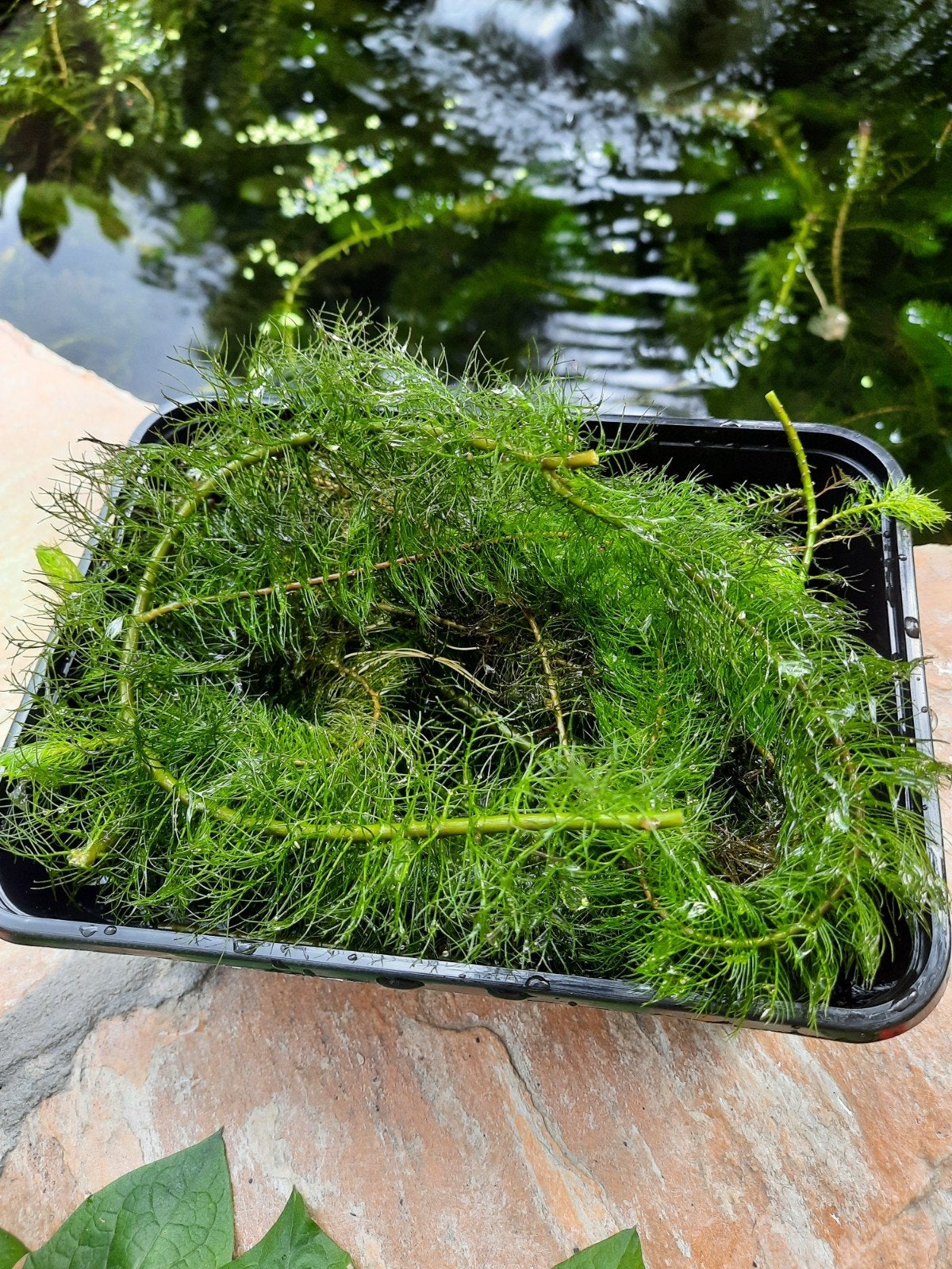 Zuurstofplanten voor in vijver, Ophalen