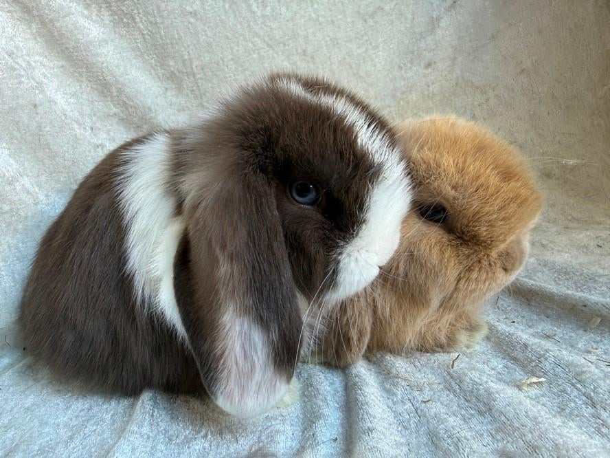 Prachtig mooi koppeltje super lieve Minilop konijntjes, Mâle, Petit, Oreilles tombantes