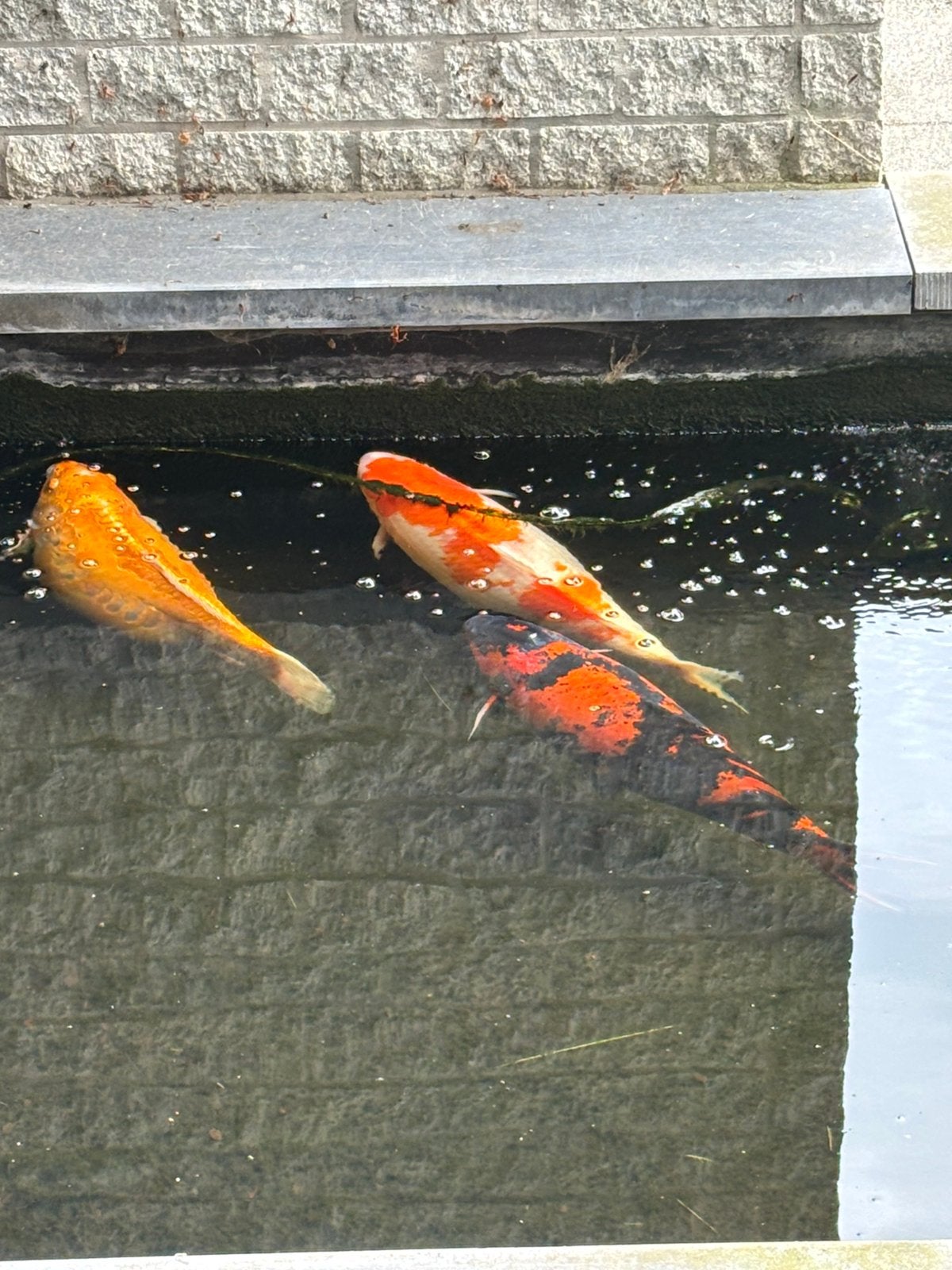 Zwart oranje exemplaar, Dieren en Toebehoren