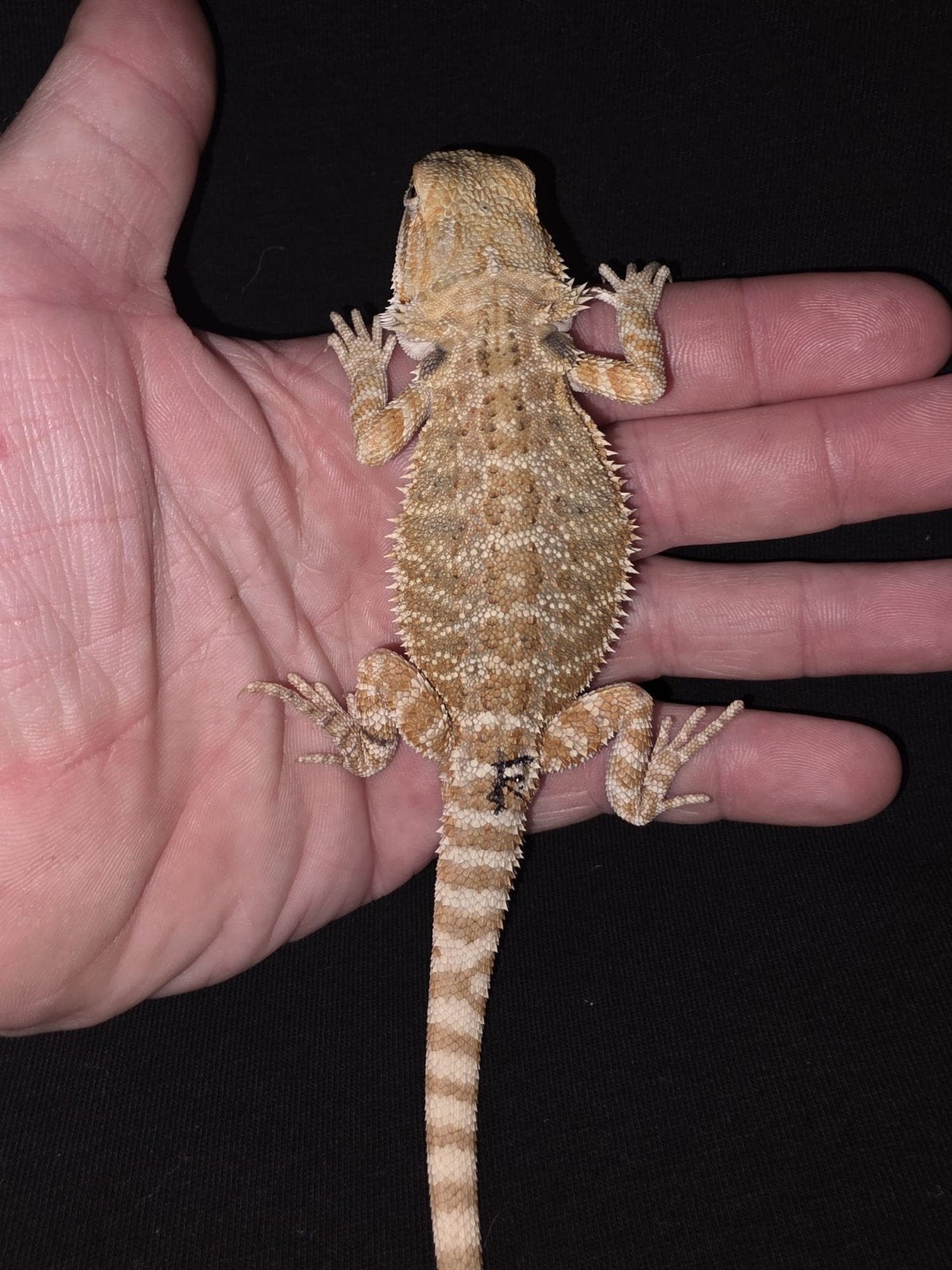 joli homme-dragon barbu hypo aux agrumes, Lézard, Domestique, 0 à 2 ans