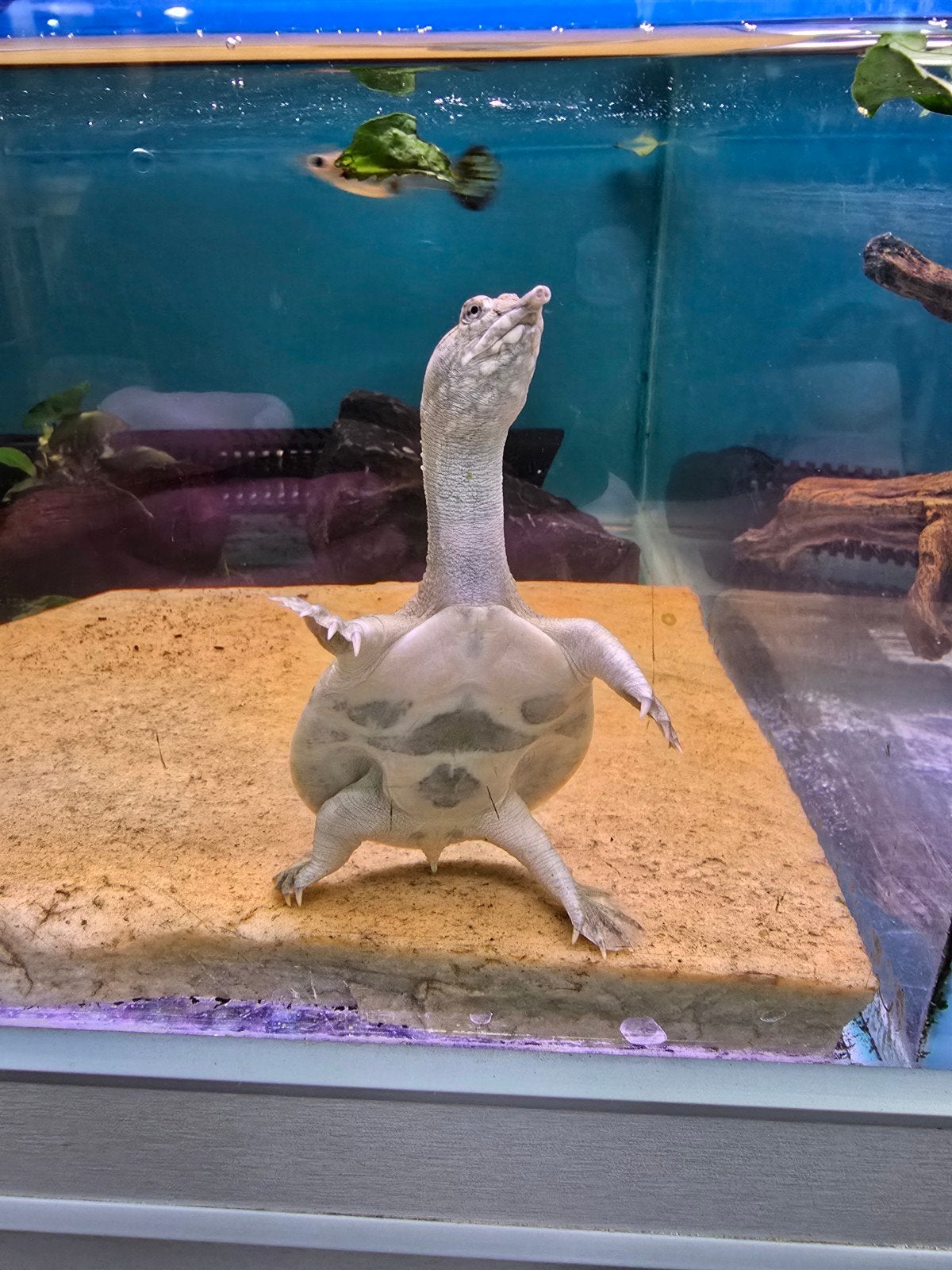 Chinese weekschildpad (Pelodiscus sinensis) – Nederlandse na, Dieren en Toebehoren, Reptielen en Amfibieën
