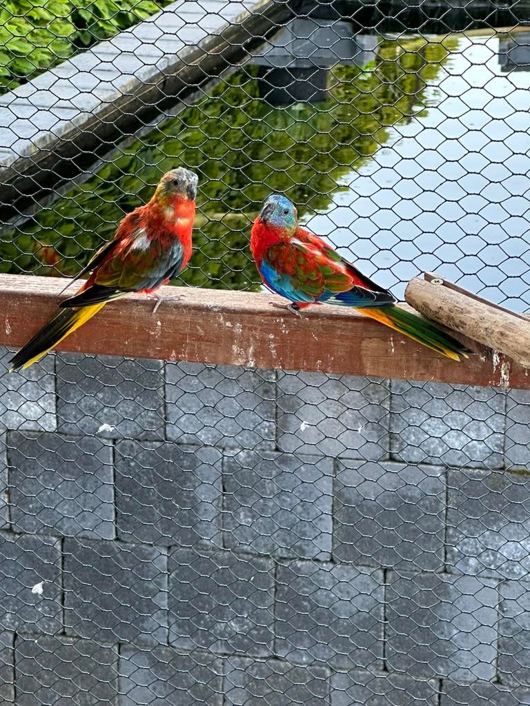 Turquoisine parkieten te koop., Geringd