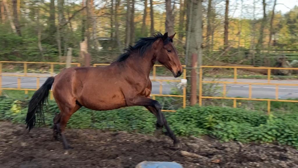 Super brave jonge merrie, Dieren en Toebehoren, Merrie, Minder dan 160 cm, Met stamboom, 3 tot 6 jaar