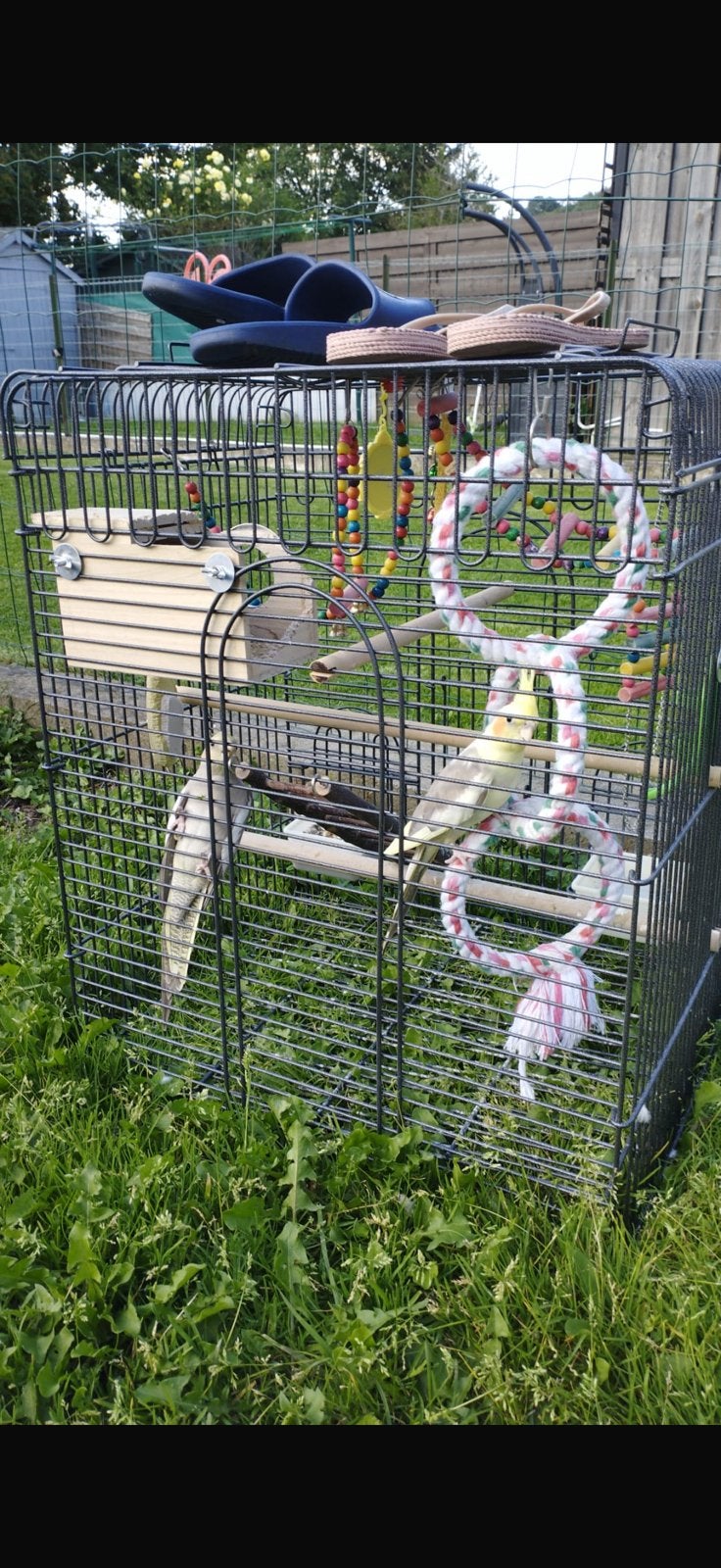 Parkiet- of kleine papegaaienkooi, Ophalen, Zo goed als nieuw, Vogelkooi