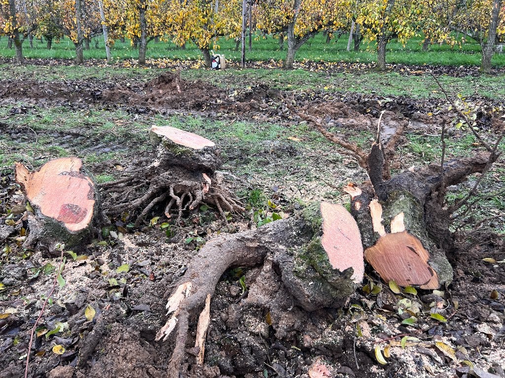Gratis Brandhout, Ophalen