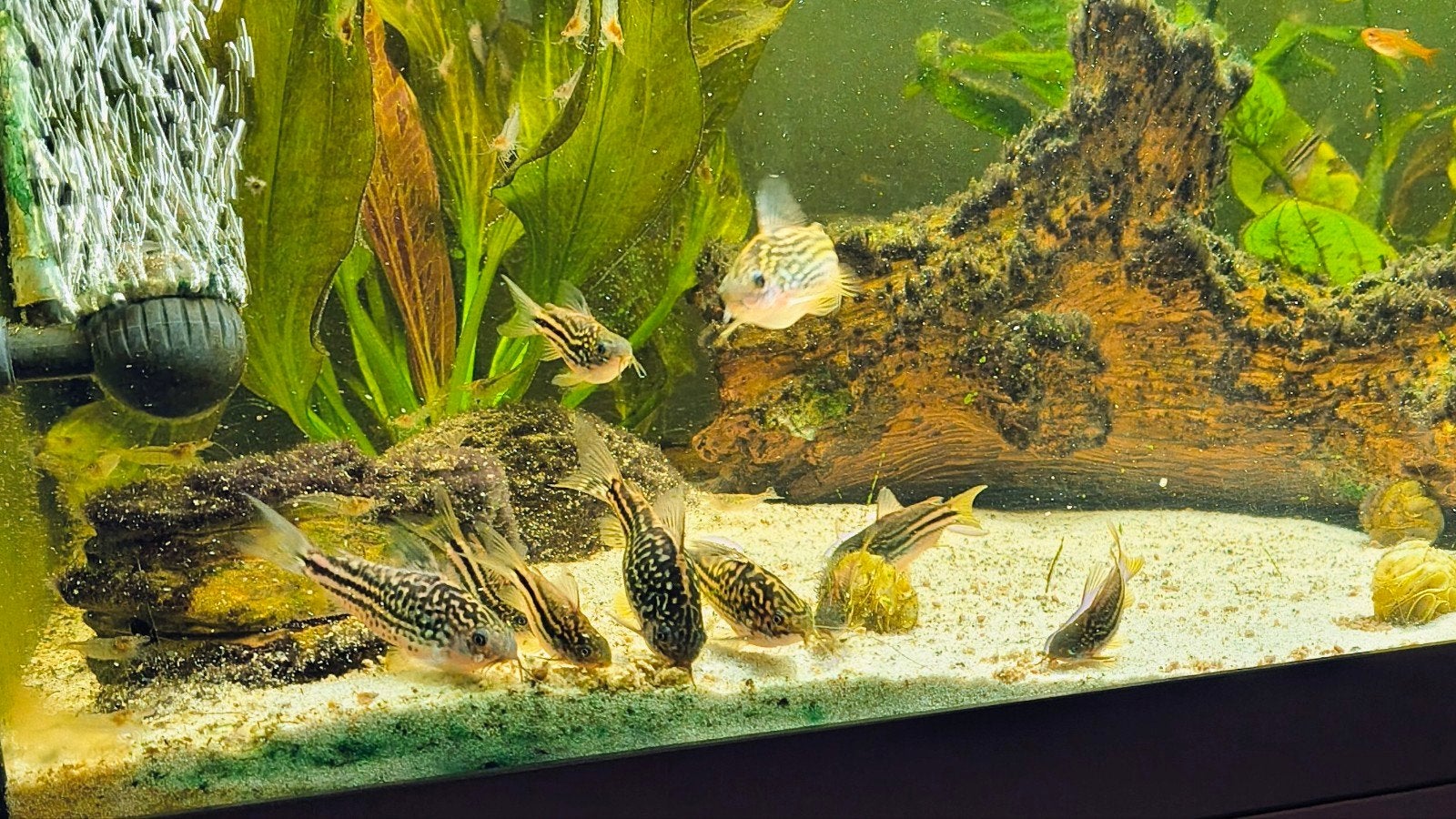 Corydoras (Gastrodermus) napoensis te koop, Animaux & Accessoires, Poisson, Poisson d'eau douce