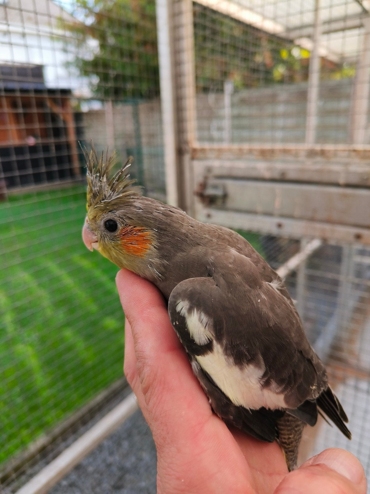 3  handtamme wildkleur valkparkieten, Tam