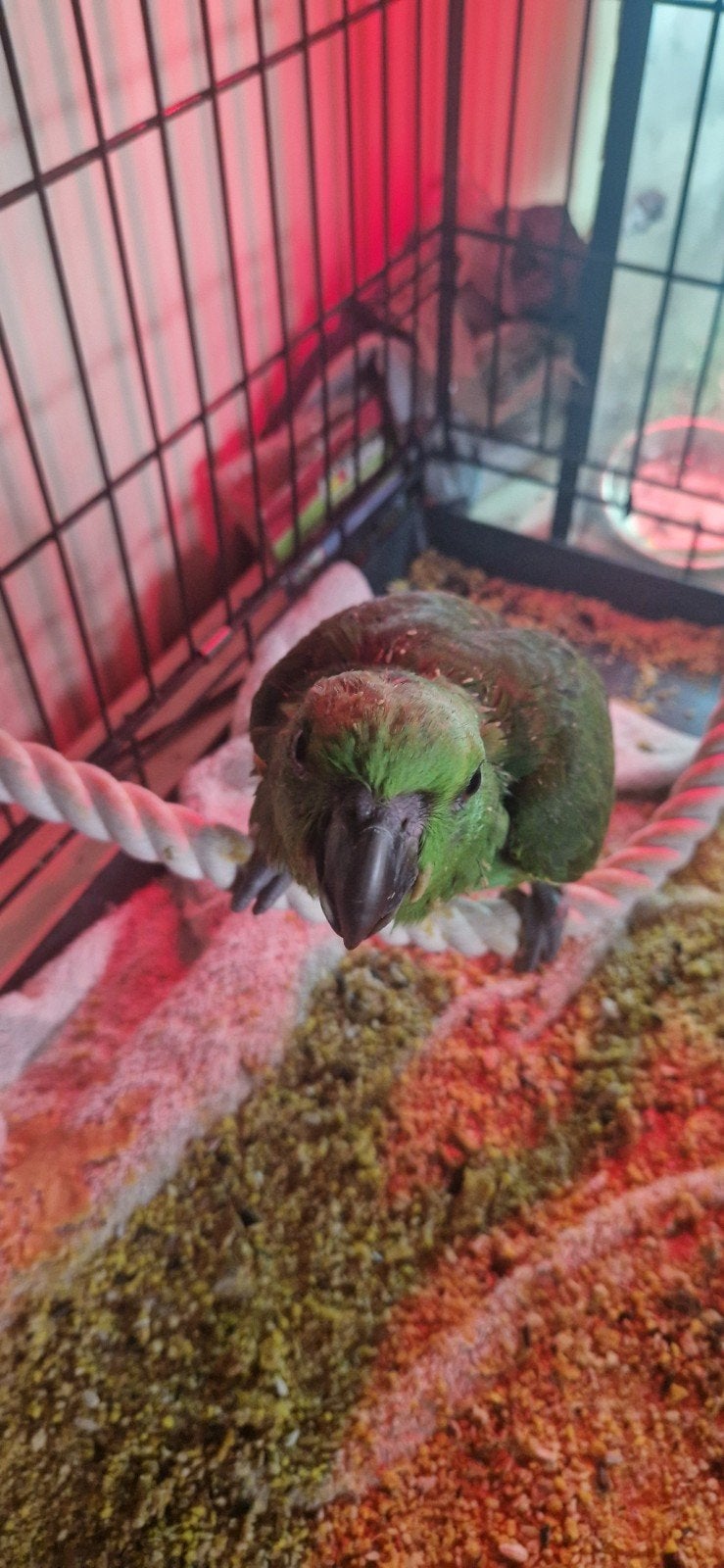 Amazone geelnek, Dieren en Toebehoren, Vrouwelijk, Papegaai, Pratend
