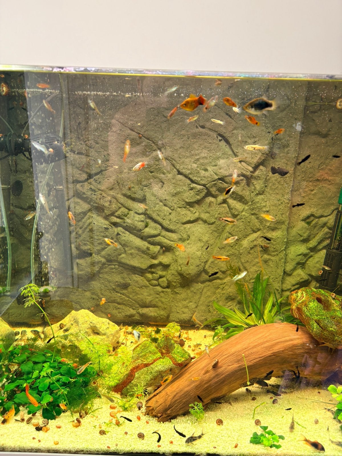 Platy en black molly jongen, Dieren en Toebehoren, Vissen | Aquariumvissen