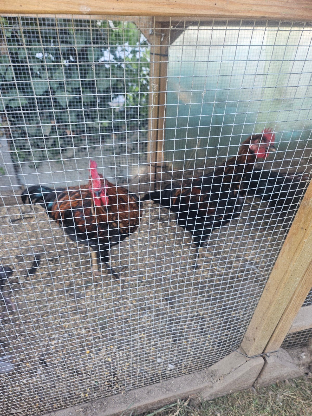 gratis 3 marans hanen, Mannelijk, Kip
