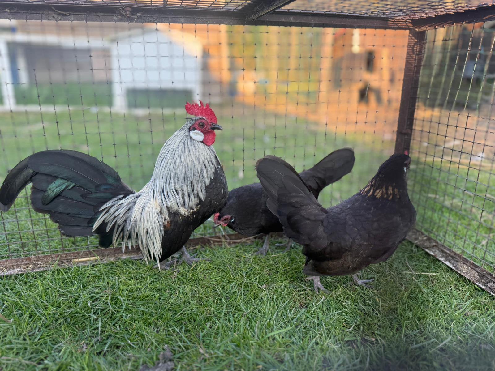 Mooi trio Hollandse krielen, Dieren en Toebehoren