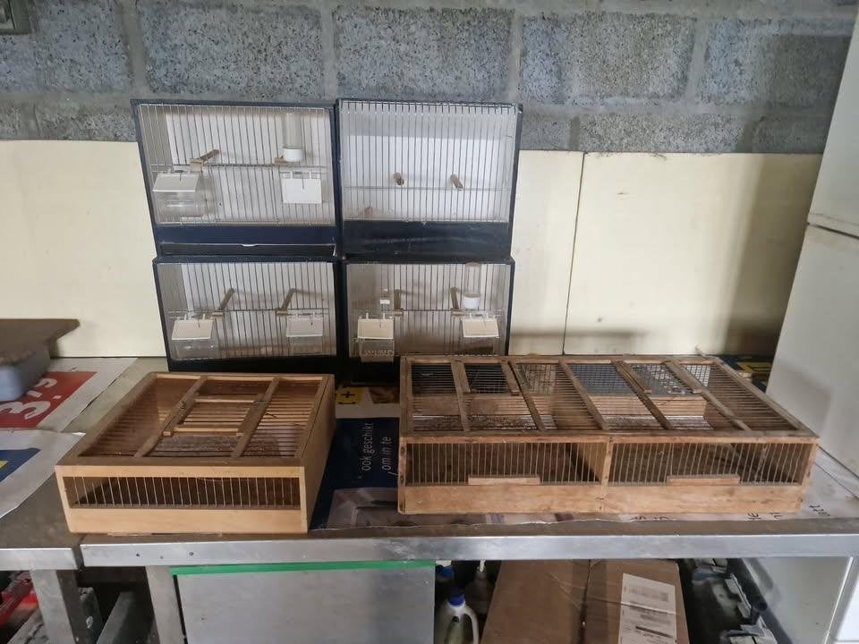 6 transportkooitjes voor vogel, Dieren en Toebehoren, Ophalen, Gebruikt, Overige typen