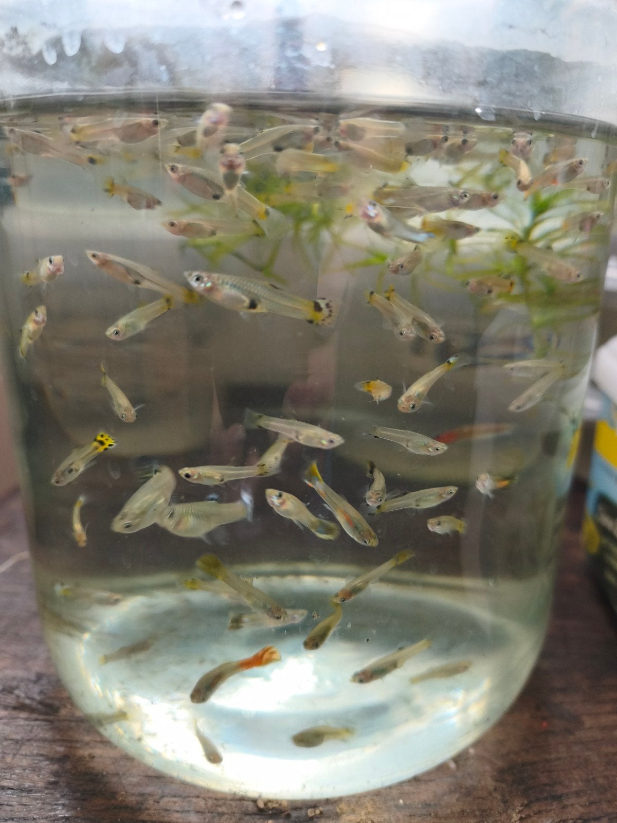 Vrouwelijke guppy's