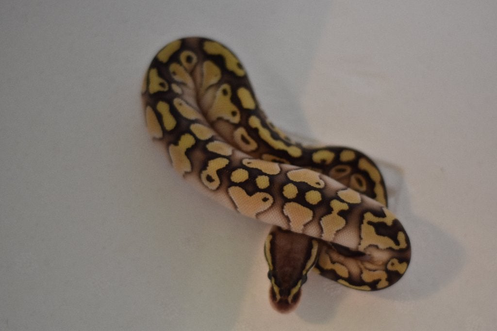Ball pythons, Animaux & Accessoires, Serpent, Domestique, 0 à 2 ans
