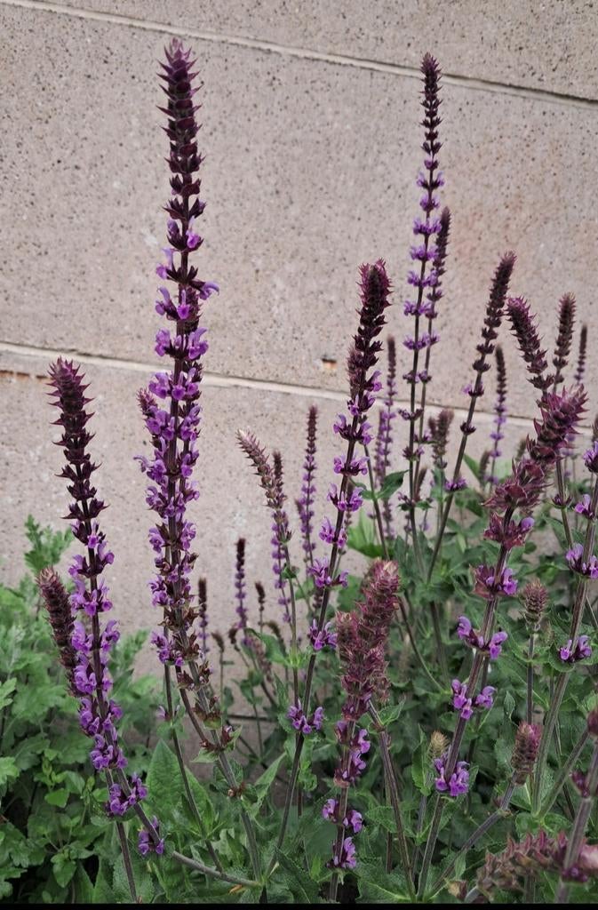 Salvia nemorosa 'Amethyst' nog 1 plant, Tuin en Terras, Planten | Tuinplanten, Ophalen, Vaste plant