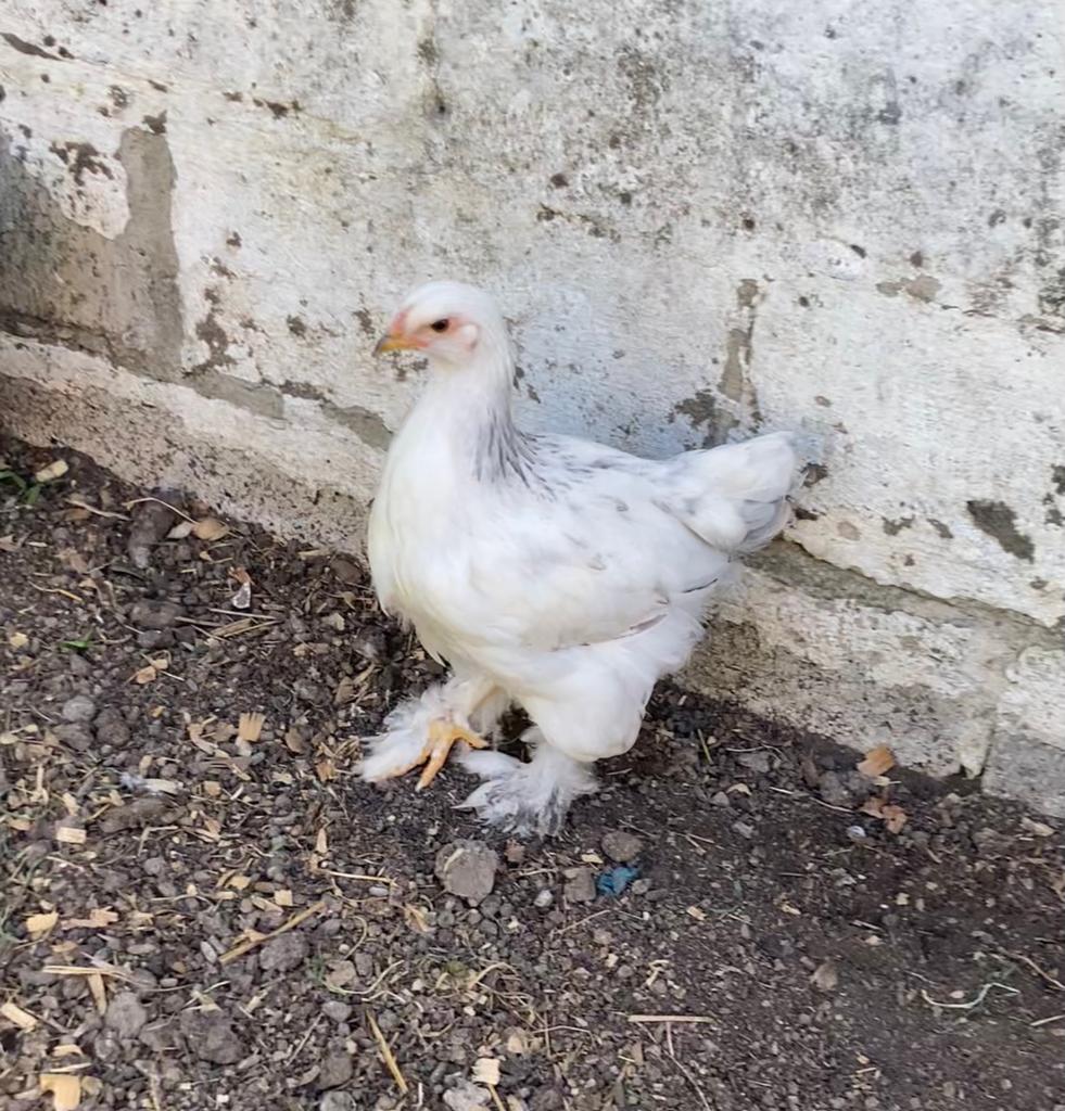 Brahma haan kuiken, Dieren en Toebehoren, Pluimvee, Mannelijk, Kip