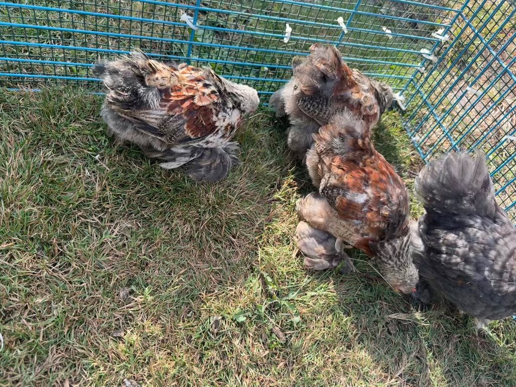 Cochin kip / kuikens, Dieren en Toebehoren, Pluimvee, Kip