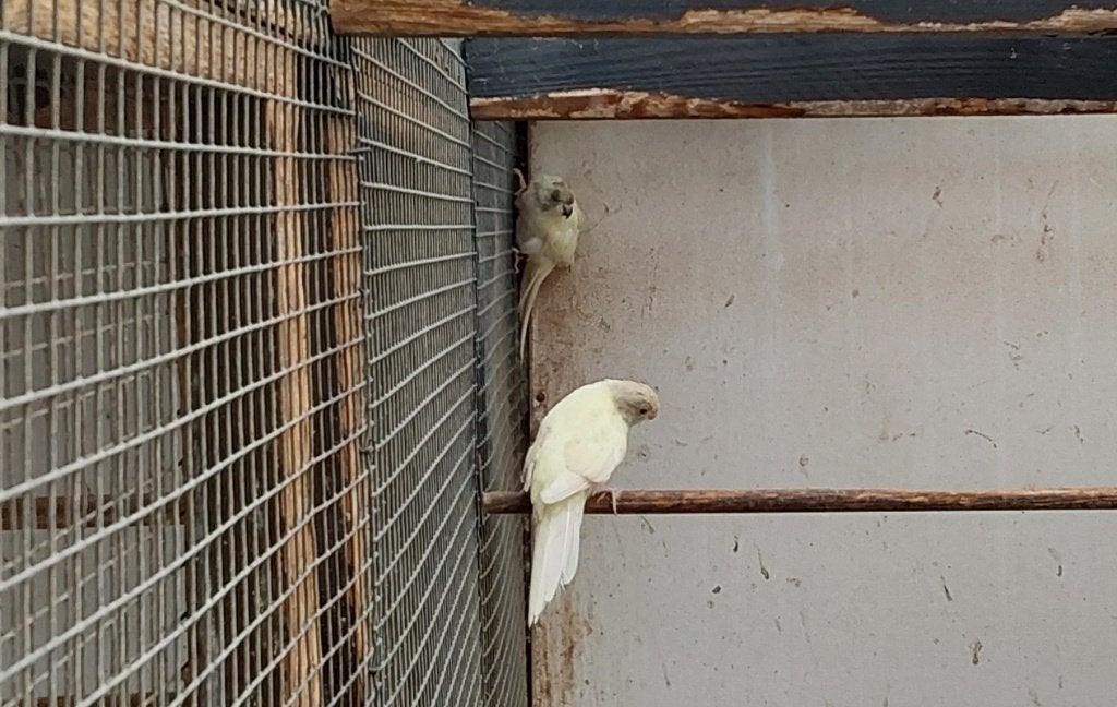 Kwkoppel blauwcinbontgezoomd kakariki 25, Perruche, Bagué