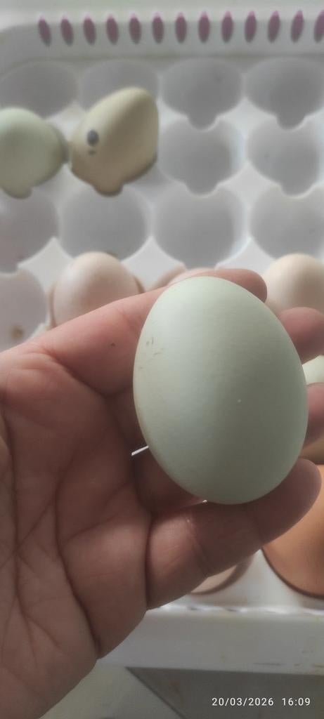 Des œufs fécondés araucana et autre