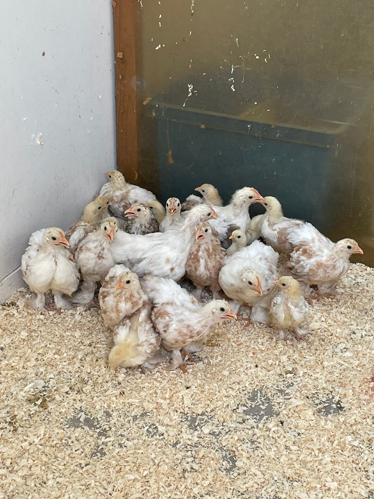 17 cochinkriel kuikens rood gepareld (zeldzaam), Dieren en Toebehoren, Geslacht onbekend, Kip