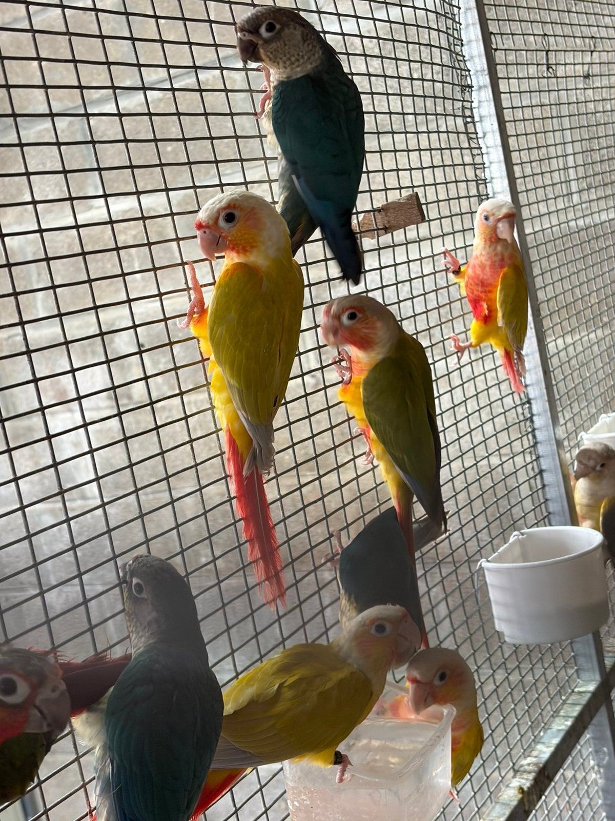 Couples molinae à vendre, Plusieurs animaux, Perruche, Bagué
