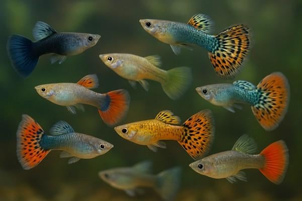 Guppy mix  1m+3v, Dieren en Toebehoren