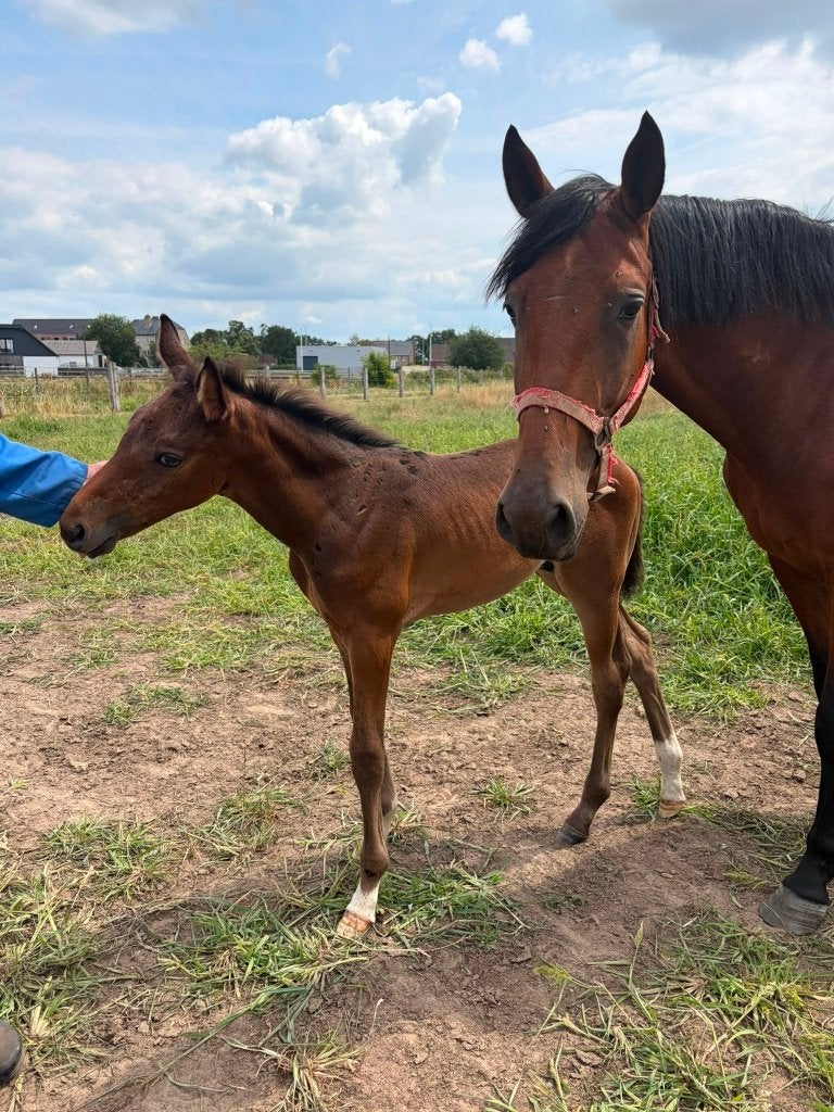 VEULEN GEBOREN OM KAMPIOEN TE WORDEN, Hengst, Z, Springpaard, 0 tot 2 jaar