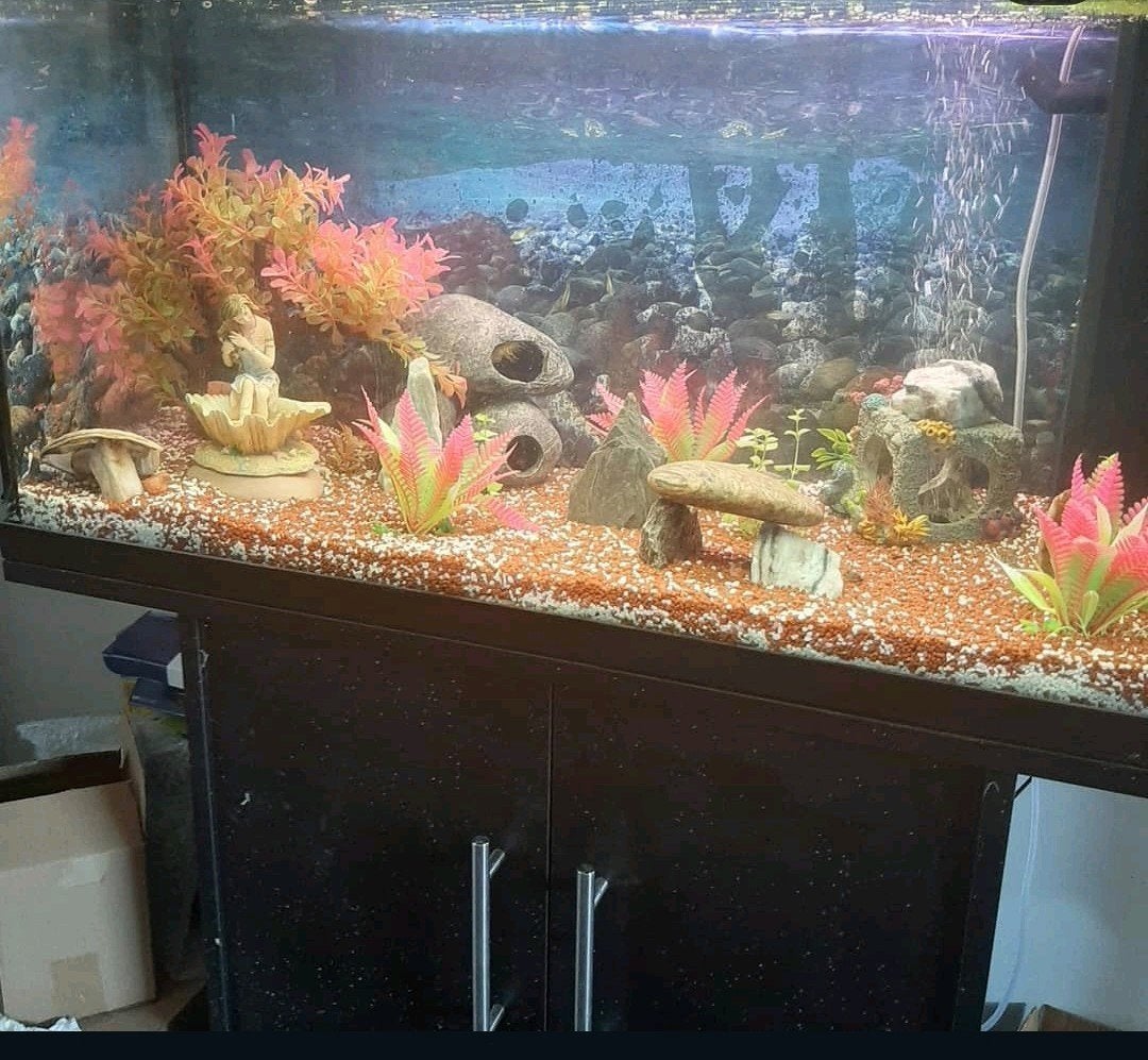 Aquarium 80l en 60l, Dieren en Toebehoren, Ophalen, Pomp