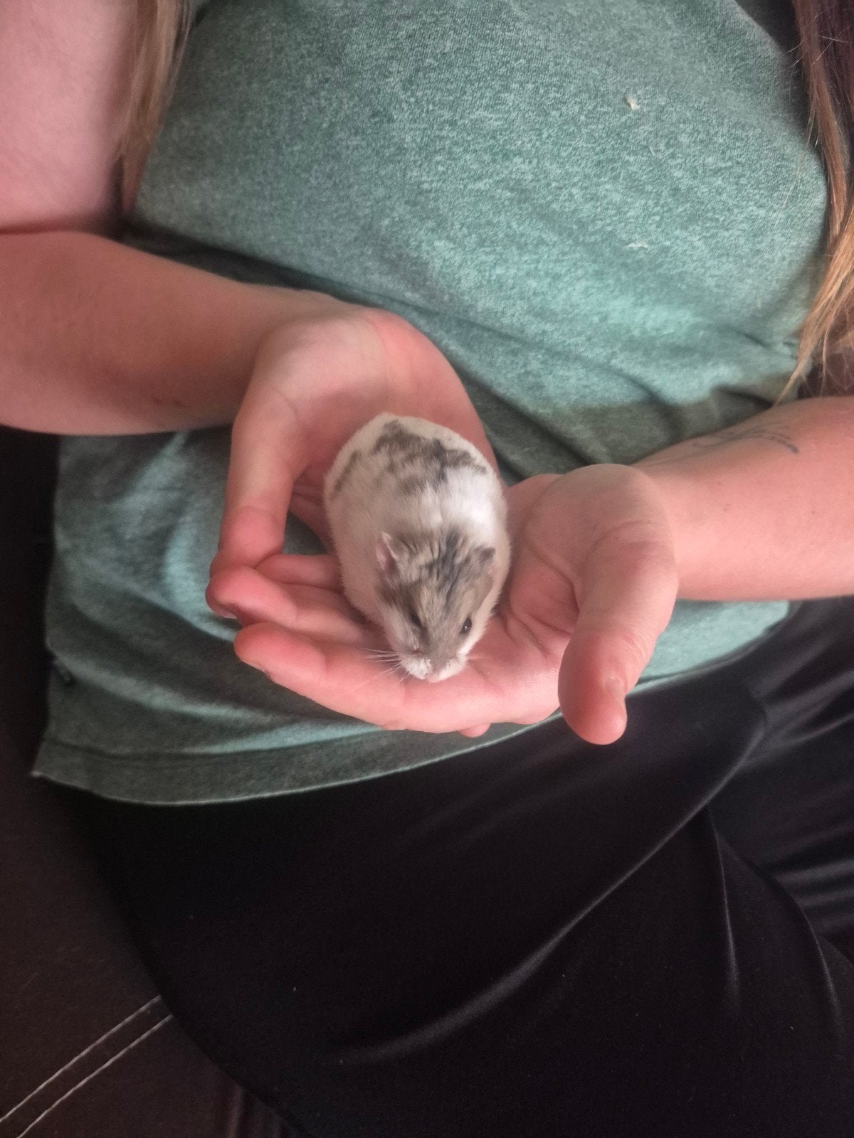 Hamster mannetje :), Animaux & Accessoires, Rongeurs, Hamster, Mâle, Domestique, Janvier