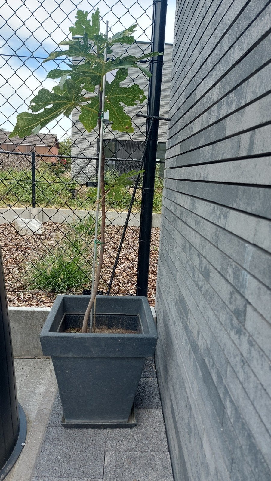 vijgenboom in pot, Tuin en Terras, Planten | Fruitbomen, Ophalen of Verzenden, In pot, Vijgenboom