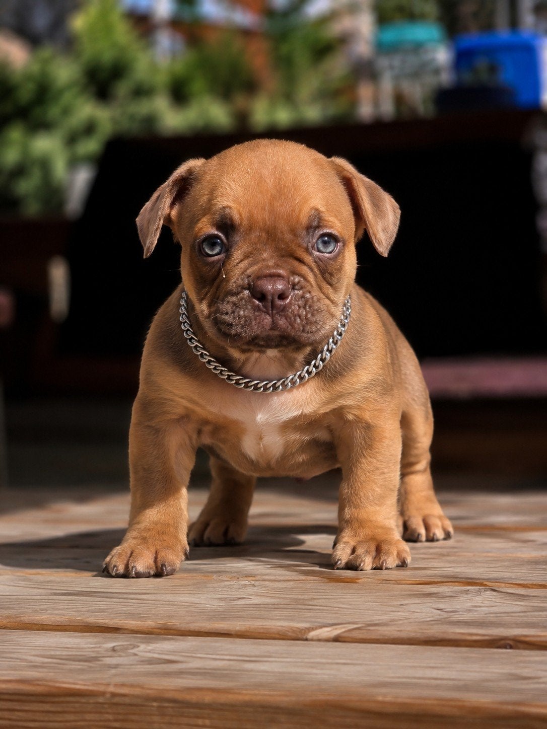 American MICRO bully pups! laatste pups, Dieren en Toebehoren, België, Fokker | Hobbymatig, 8 tot 15 weken, CDV (hondenziekte)