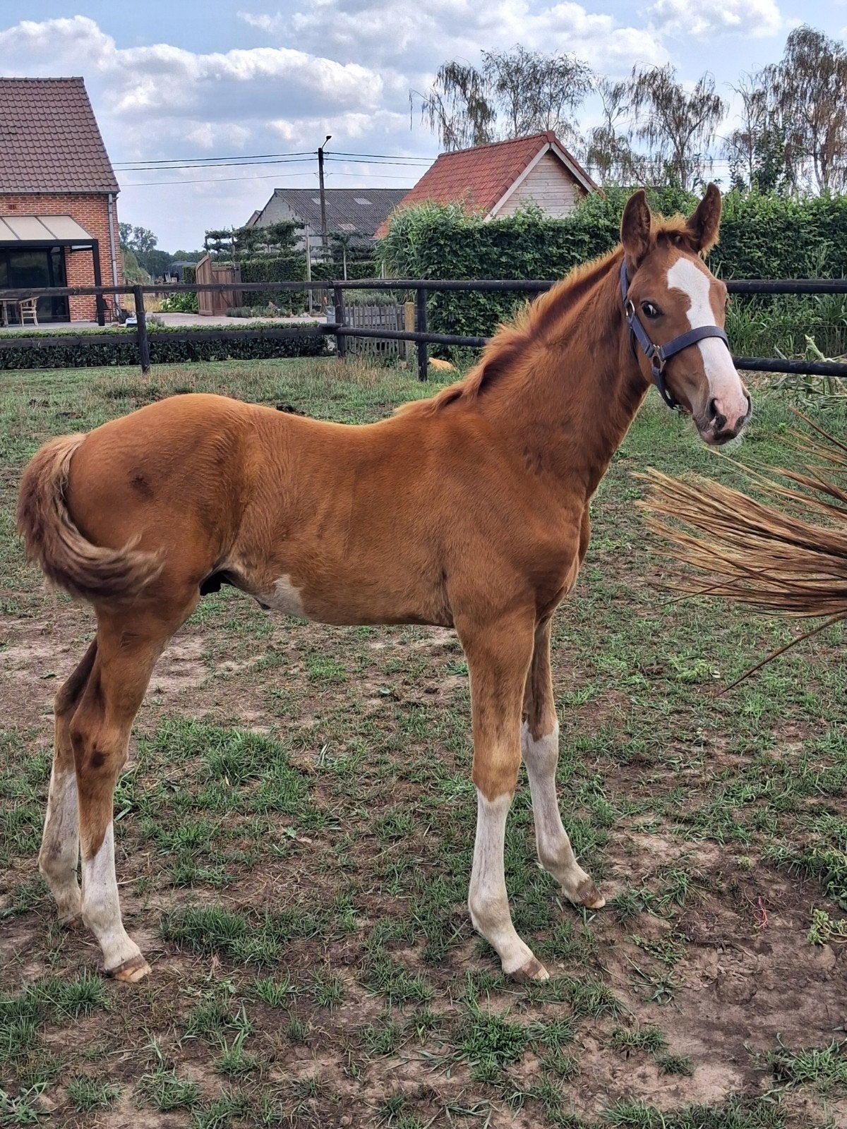 paarden, Avec pedigree, 0 à 2 ans, Cheval de saut, Ne s'applique pas
