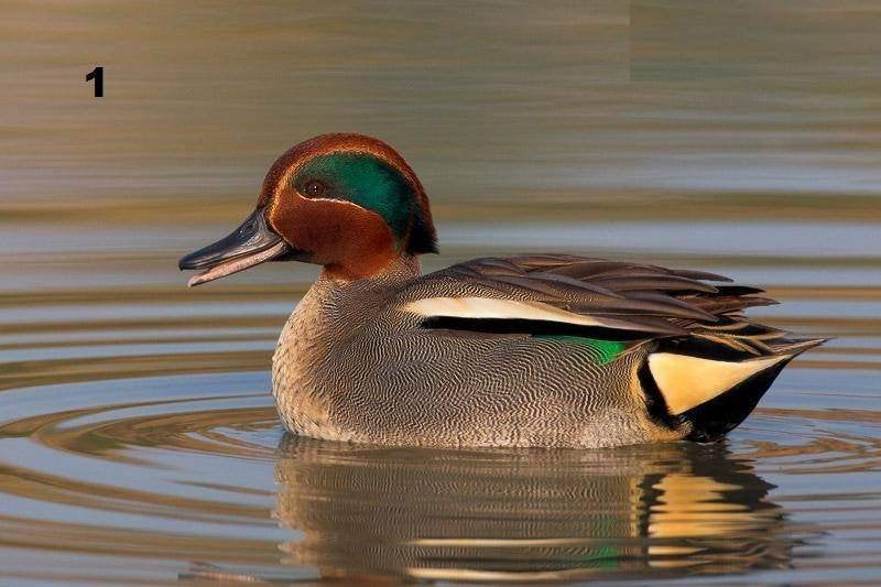 europese wintertaling, Mâle, Canard